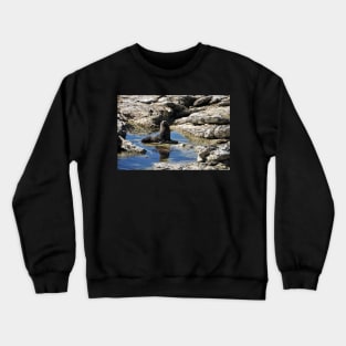 Phoque dans la péninsule de Kaikoura Crewneck Sweatshirt